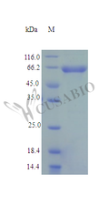 Recombinant Human NAD-dependent malic enzyme, mitochondrial protein (ME2) (Active) – Figure 1 of 1