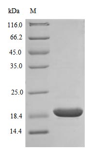 Recombinant Human Superoxide dismutase [Cu-Zn] (SOD1) (Active) – Figure 1 of 1