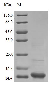 Recombinant Human Superoxide dismutase [Cu-Zn] protein (SOD1) (Active) – Figure 1 of 1