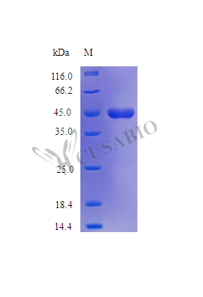 Recombinant Human Neuroserpin protein (SERPINI1) (Active) – Figure 1 of 1