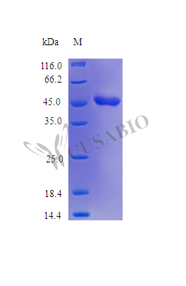 Recombinant Human Plasminogen activator inhibitor 2 protein (SERPINB2) (Active) – Figure 1 of 1