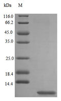 Recombinant Rat Uteroglobin protein (Scgb1a1) (Active) – Figure 1 of 1