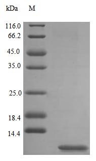 Recombinant Rat Uteroglobin protein (Scgb1a1) (Active) – Figure 1 of 1