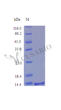 Recombinant Human Syndecan-4 (SDC4), partial (Active) – Figure 1 of 1