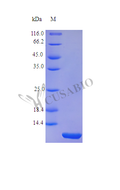 Recombinant Human Trefoil factor 1 protein (TFF1) (Active) – Figure 1 of 1