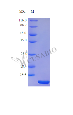 Recombinant Human Trefoil factor 1 protein (TFF1) (Active) – Figure 1 of 1