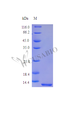 Recombinant Human Melanoma-derived growth regulatory protein (MIA) (Active) – Figure 1 of 1