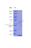 Recombinant Human Serum amyloid A-1 protein (SAA1) (Active) – Figure 1 of 1