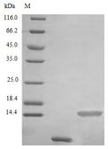 Recombinant Human Uteroglobin protein (SCGB1A1) (Active) – Figure 1 of 1