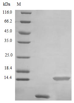 Recombinant Human Uteroglobin protein (SCGB1A1) (Active) – Figure 1 of 1