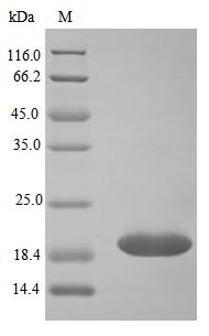 Recombinant Human Neutrophil gelatinase-associated lipocalin protein (LCN2) (Active) – Figure 1 of 1