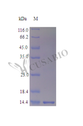 Recombinant Human Galectin-1 protein (LGALS1) (Active) – Figure 1 of 1