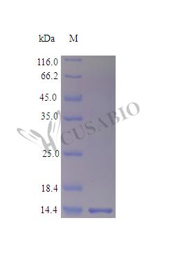 Recombinant Human Galectin-1 protein (LGALS1) (Active) – Figure 1 of 1