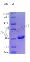 Recombinant Human Galectin-3 protein (LGALS3) (Active) – Figure 1 of 1