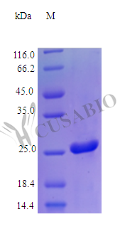 Recombinant Human Galectin-3 protein (LGALS3) (Active) – Figure 1 of 1