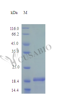 Recombinant Mouse Sonic hedgehog protein (Shh), partial (Active) – Figure 1 of 1