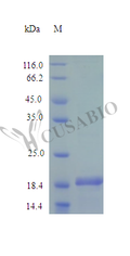 Recombinant Mouse Desert hedgehog protein (Dhh), partial (Active) – Figure 1 of 1