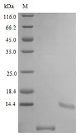 Recombinant Mouse Uteroglobin protein (Scgb1a1) (Active) – Figure 1 of 1