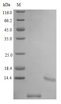Recombinant Mouse Uteroglobin protein (Scgb1a1) (Active) – Figure 1 of 1