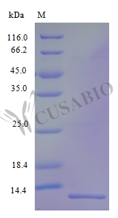 Recombinant Human C-C motif chemokine 15 protein (CCL15), partial (Active) – Figure 1 of 1