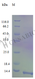 Recombinant Human C-C motif chemokine 17 protein (CCL17) (Active) – Figure 1 of 1