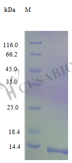 Recombinant Human C-C motif chemokine 17 protein (CCL17) (Active) – Figure 1 of 1