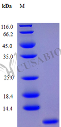 Recombinant Human Growth-regulated alpha protein (CXCL1) (Active) – Figure 1 of 1