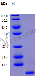 Recombinant Human Growth-regulated alpha protein (CXCL1) (Active) – Figure 1 of 1