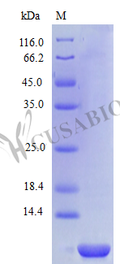 Recombinant Human C-X-C motif chemokine 2 protein (CXCL2) (Active) – Figure 1 of 1