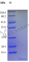 Recombinant Human C-X-C motif chemokine 3 protein (CXCL3) (Active) – Figure 1 of 1