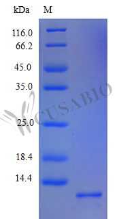 Recombinant Human C-X-C motif chemokine 5 (CXCL5), partial (Active) – Figure 1 of 1