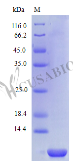Recombinant Human C-X-C motif chemokine 6 protein (CXCL6), partial (Active) – Figure 1 of 1