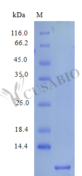 Recombinant Human Platelet basic protein (PPBP), partial (Active) – Figure 1 of 1