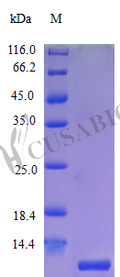 Recombinant Human C-X-C motif chemokine 10 protein (CXCL10) (R93M) (Active) – Figure 1 of 1