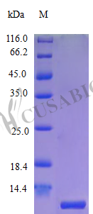 Recombinant Human C-X-C motif chemokine 10 protein (CXCL10) (R93M) (Active) – Figure 1 of 1