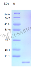 Recombinant Human C-X-C motif chemokine 11 protein (CXCL11) (Active) – Figure 1 of 1