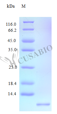 Recombinant Human C-X-C motif chemokine 11 protein (CXCL11) (Active) – Figure 1 of 1