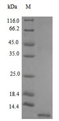 Recombinant Human Stromal cell-derived factor 1 protein (CXCL12), partial (Active) – Figure 1 of 1