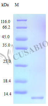 Recombinant Human Stromal cell-derived factor 1 protein (CXCL12), partial (Active) – Figure 1 of 1