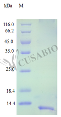 Recombinant Human C-X-C motif chemokine 13 protein (CXCL13) (Active) – Figure 1 of 1