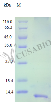 Recombinant Human C-X-C motif chemokine 13 protein (CXCL13) (Active) – Figure 1 of 1