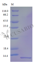 Recombinant Human VEGF coregulated chemokine 1 protein (CXCL17) (Active) – Figure 1 of 1