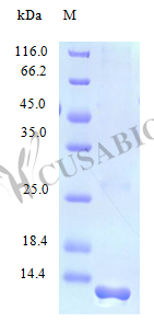 Recombinant Human Lymphotactin protein (XCL1), partial (Active) – Figure 1 of 1