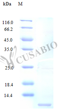 Recombinant Human Fractalkine protein (CX3CL1), partial (Active) – Figure 1 of 1