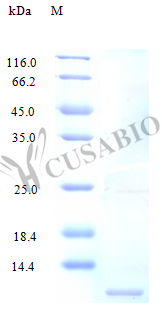 Recombinant Human Fractalkine protein (CX3CL1), partial (Active) – Figure 1 of 1