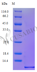 Recombinant Human C-C motif chemokine 1 protein (CCL1), partial (Active) – Figure 1 of 1