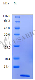 Recombinant Human C-C motif chemokine 2 protein (CCL2) (Active) – Figure 1 of 1