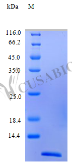 Recombinant Human C-C motif chemokine 2 protein (CCL2) (Active) – Figure 1 of 1