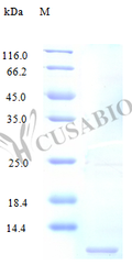 Recombinant Human C-C motif chemokine 3-like 1 protein (CCL3L1) (Active) – Figure 1 of 1