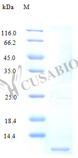 Recombinant Human C-C motif chemokine 3-like 1 protein (CCL3L1) (Active) – Figure 1 of 1